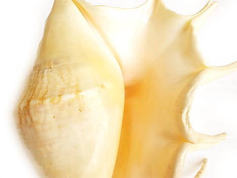 sea shells isolated on white background