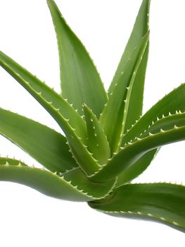 aloe vera close up on white background