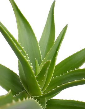 aloe vera close up on white background