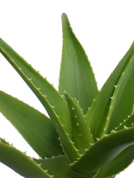 aloe vera close up on white background