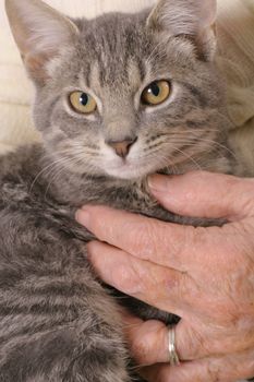 holding a kitten