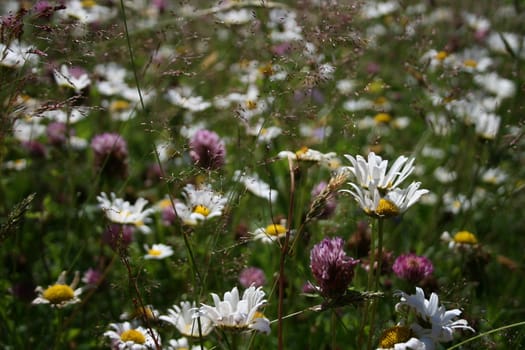 Norwegian flowermeadow