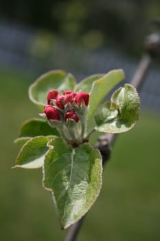 Flower from appletree
