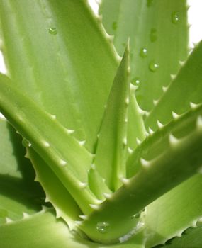 aloe vera close up on white background