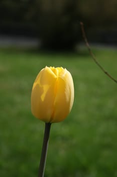 Yellow tulip in sun