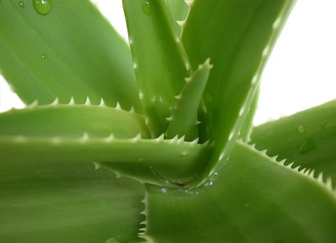 aloe vera close up on white background