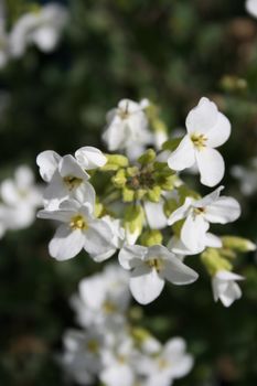 White flower in bloom