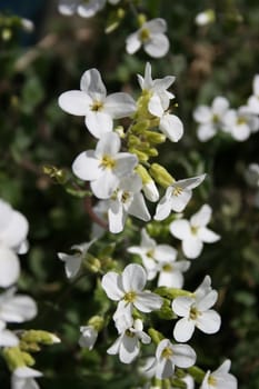 White flower in bloom