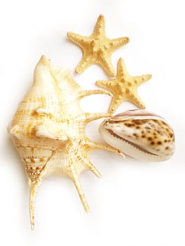 sea shells isolated on white background