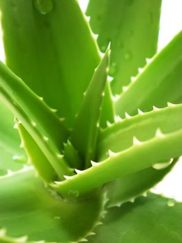 aloe vera close up on white background