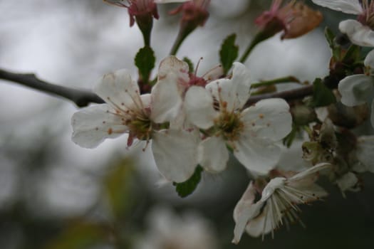 Cherryflower in bloom
