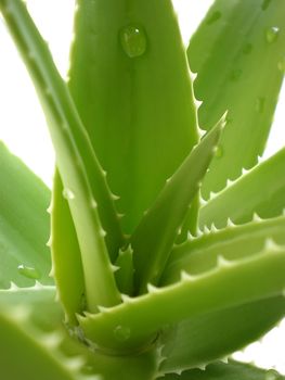 aloe vera close up on white background