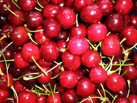 red cherries on white background