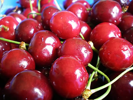 red cherries on white background