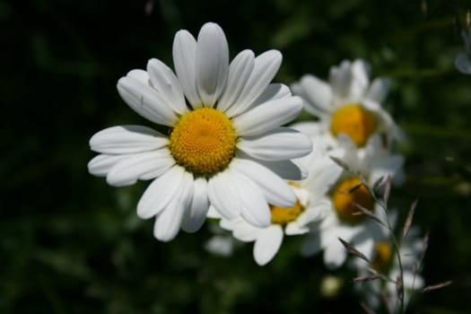Ox-eye daisy in flowermeadow