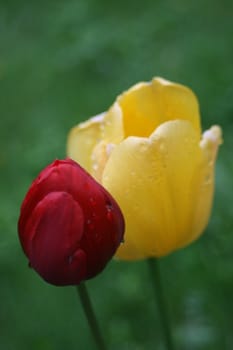 Yellow and read tulip