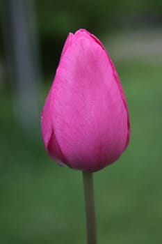 Pink tulip
