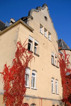 Building overgrown ivy autumn.