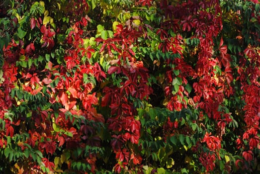Red boston ivy leaves
