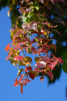 Ivy autumn season.