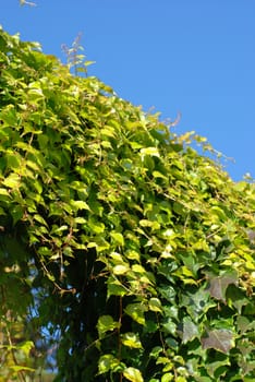 Ivy on the background of blue sky.