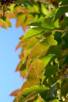 Ivy early autumn.