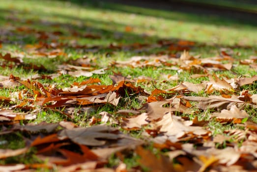 Leaves of oak scattered on the grass. Autumn season.