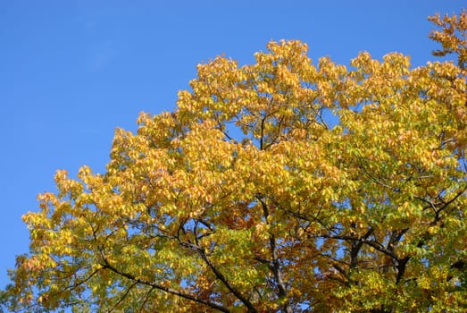 Autumn trees.