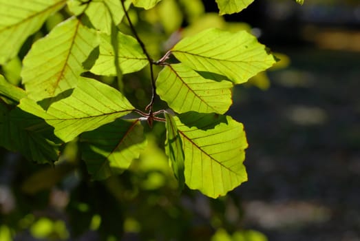 Beech leaf.