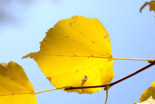 Autumn leaf on a blue sky.