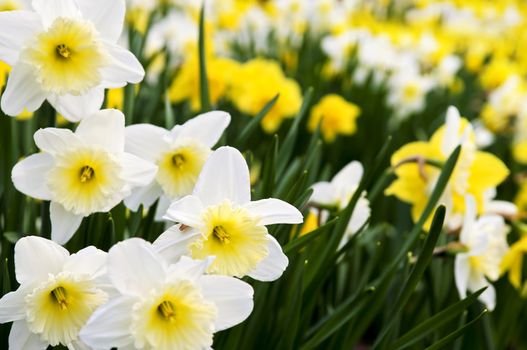 Field of blooming daffodils in spring park