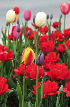 Bright blooming tulips growing in spring garden