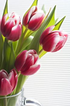Part of a vase with blossoming pink tulips on a white striped background.
