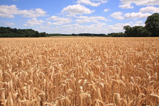 Sunny wheat field just before the harvest