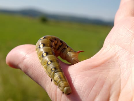 beautiful caterpillar of inconspicuous butterfly 