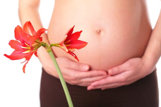 red lily blossom on the background  of the pregnant woman belly