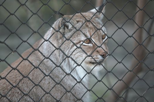 Animals, Trot, Timber WILDCAT in Captivity