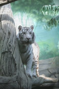 White Tiger in Green Semidarkness of Indian Jungle 