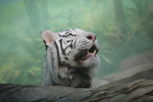 White Tiger in Green Semidarkness of Indian Jungle