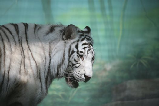 White Tiger in Green Semidarkness of Indian Jungle