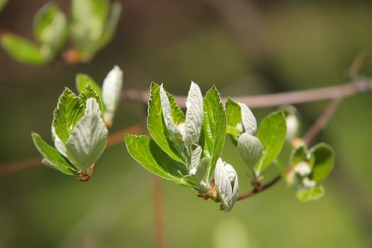 spring blossom of the green plant in town garden, part of tree