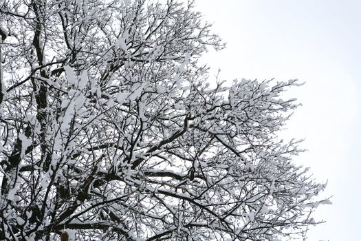 branch of the tree covered by snow after snowfall on winter sky background