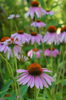 Field of Echinaceas with one flower in focus and the others part of a soft backgroun