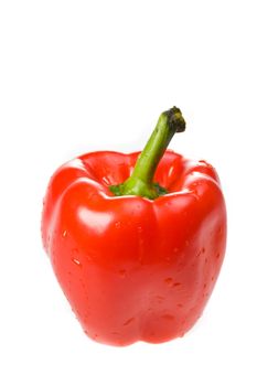 single red bell pepper on white background