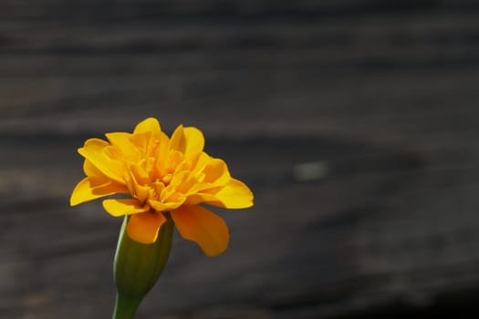 Macro image of a yellow gold marigold against a soft charcoal gray background