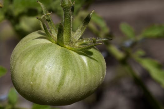 Close up of a young green tomato with soft background