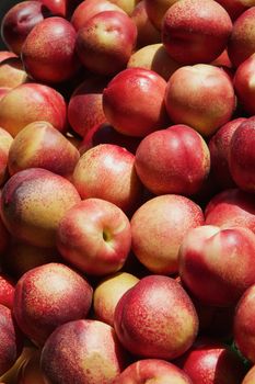 Pile of red and yellow nectarines at the farmers market