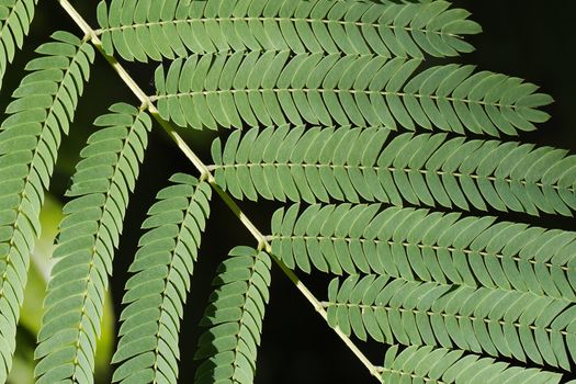 Close up of a green leaves of a sensitove leave branch with dark backround