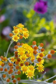 Small yellow and gold magaritas flowers with soft focus background