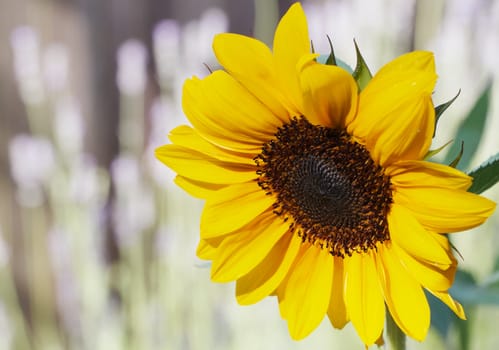 Very bright sun lit sunflower with soft focus lavender in the background